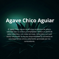 Raicilla Perra Suerte | Chico Aguiar